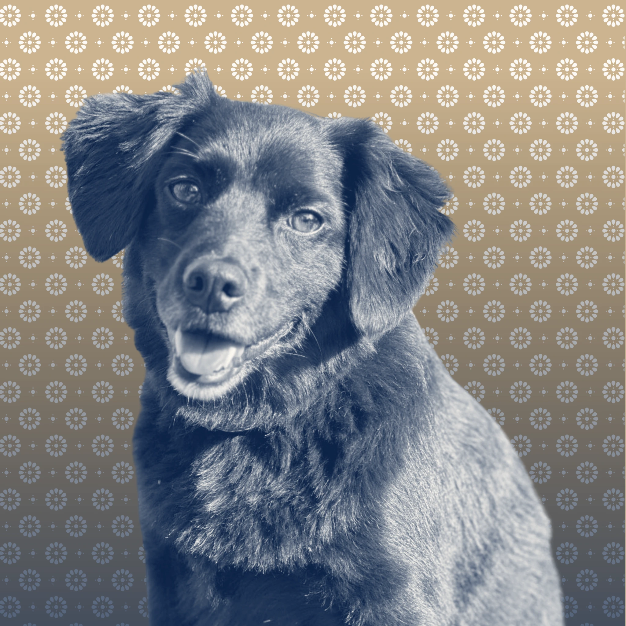 Max, Regency’s beloved Head of Barketing, keeping team spirits high and tails wagging.